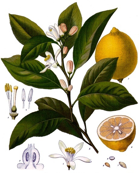 Botanical illustration of a lemon by Franz Kohler, 1897