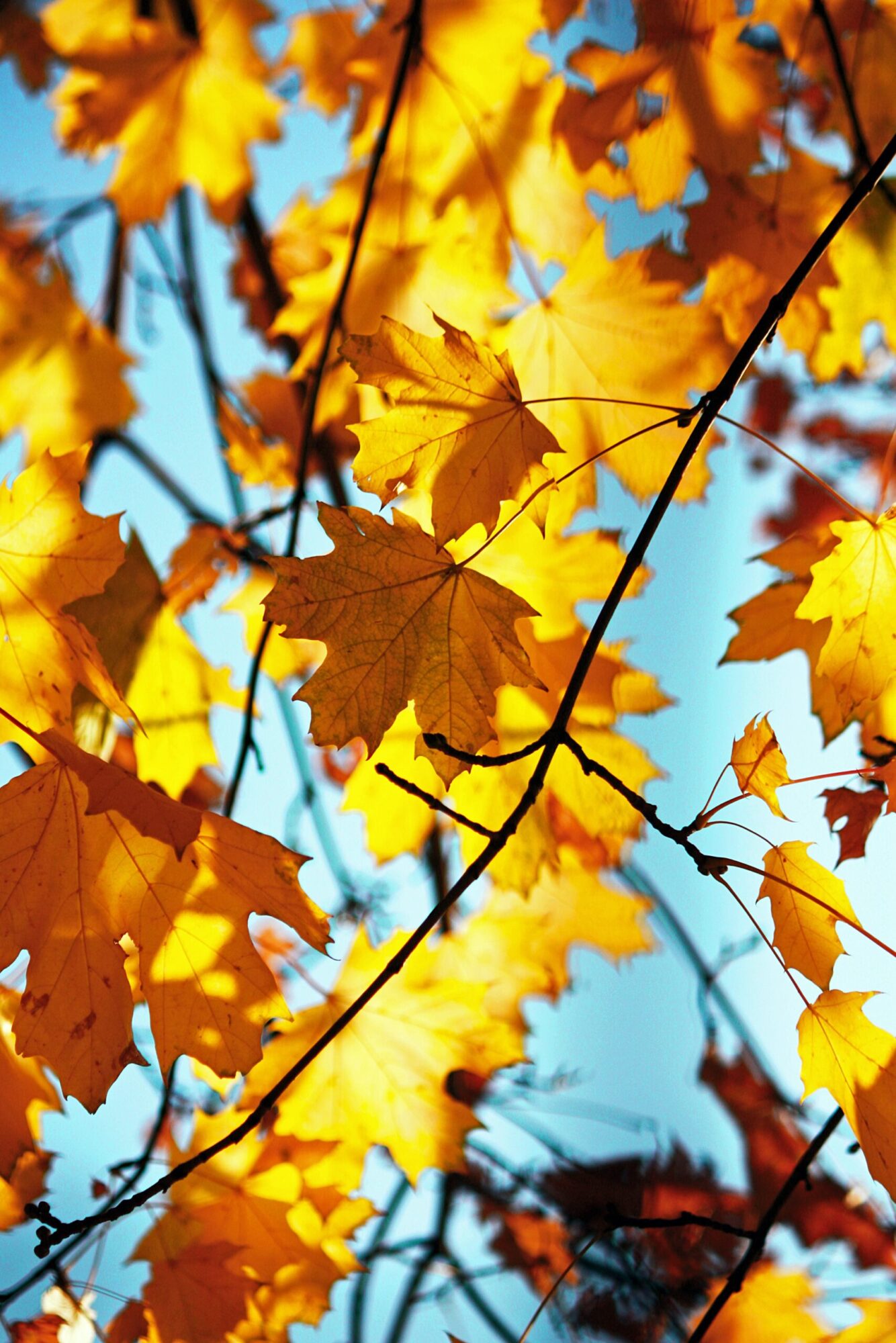 yellow autumn leaves in front of a blue sky