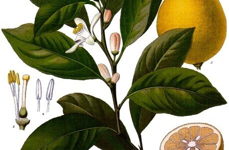 Botanical illustration of a lemon by Franz Kohler, 1897
