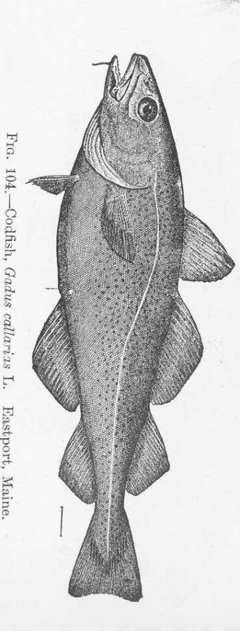 FMIB_51641_Codfish,_Gadus_callarias_L_Eastport,_Maine